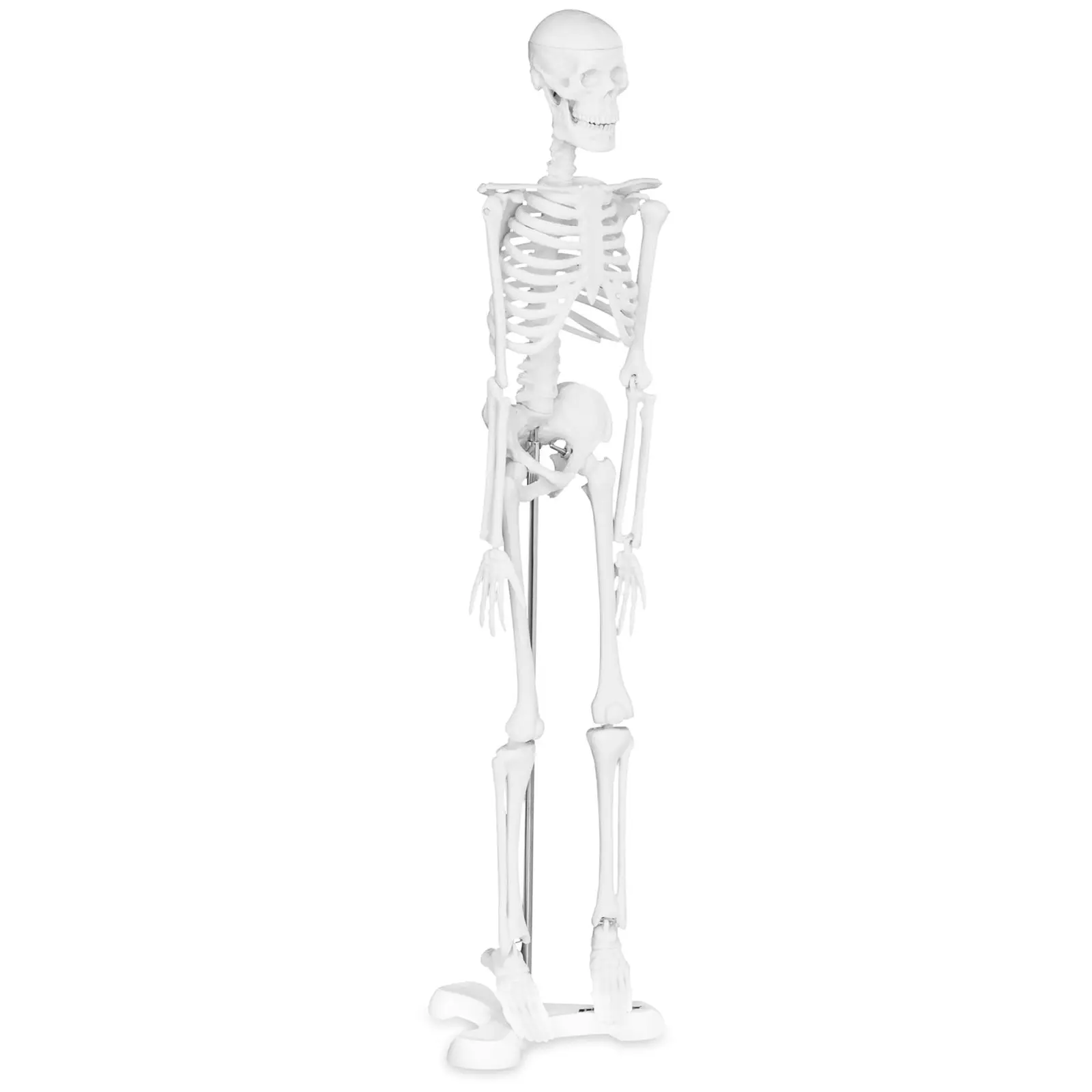 Mini esqueleto - 45 cm - escala 1:4